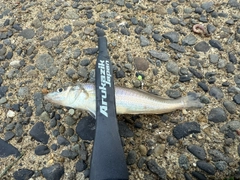 シロギスの釣果