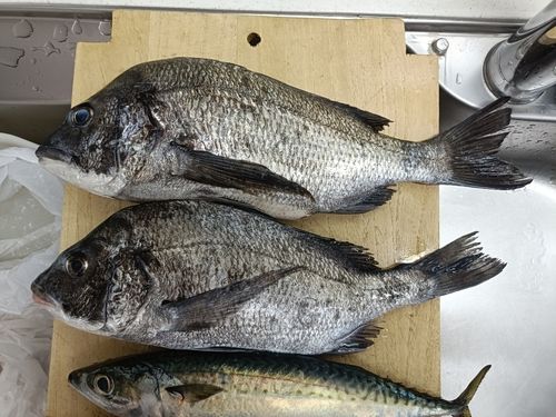 クロダイの釣果