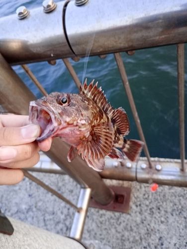 ガシラの釣果