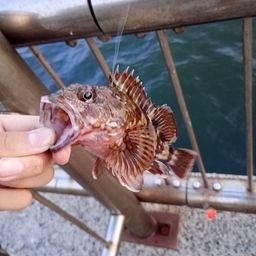 ガシラ