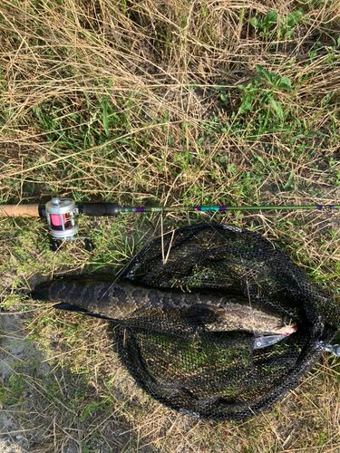 ライギョの釣果