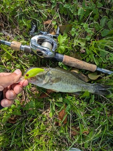 ブラックバスの釣果