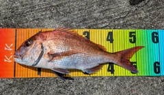 マダイの釣果