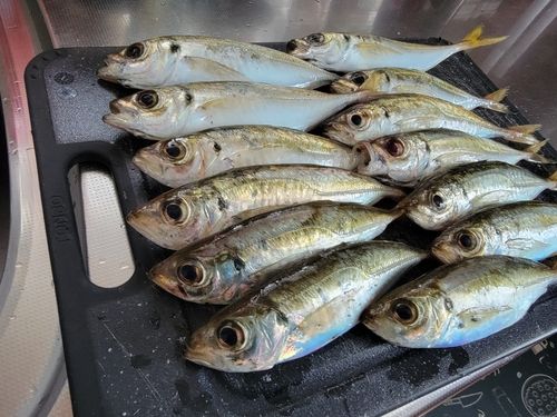 アジの釣果