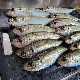 アジ