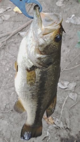 ラージマウスバスの釣果