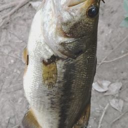 ラージマウスバス