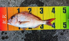 マダイの釣果