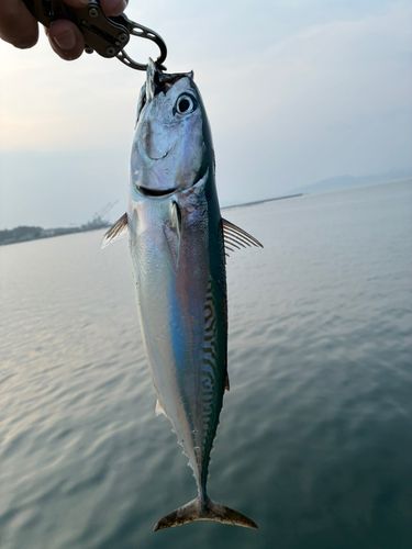 ソウダガツオの釣果