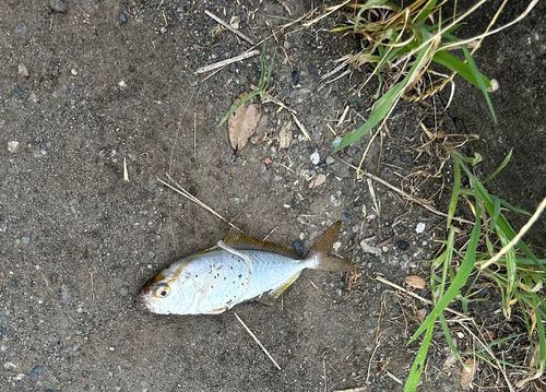 ショゴの釣果