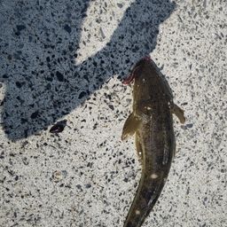 マゴチ