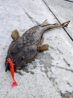 マゴチの釣果