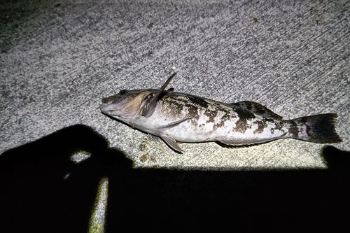 アイナメの釣果