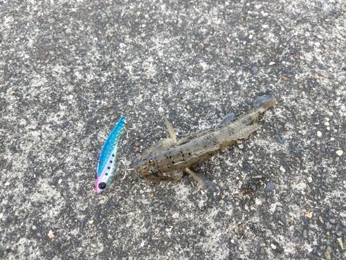 ハゼの釣果