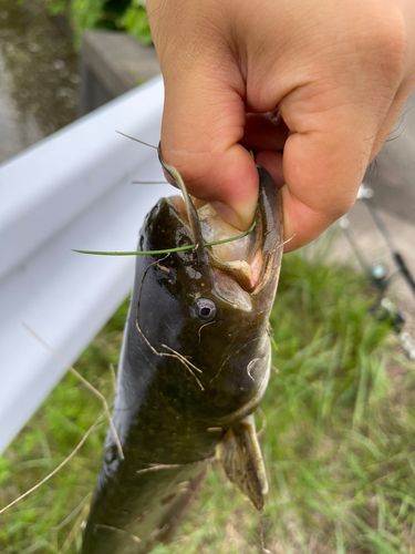 ナマズの釣果