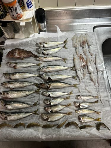 サバの釣果