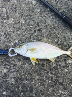 ショゴの釣果