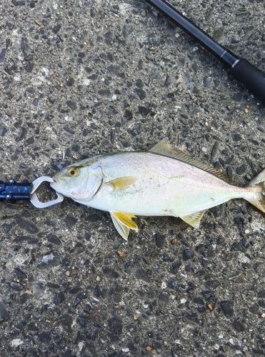 ショゴの釣果