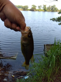 ラージマウスバスの釣果