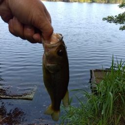 ラージマウスバス