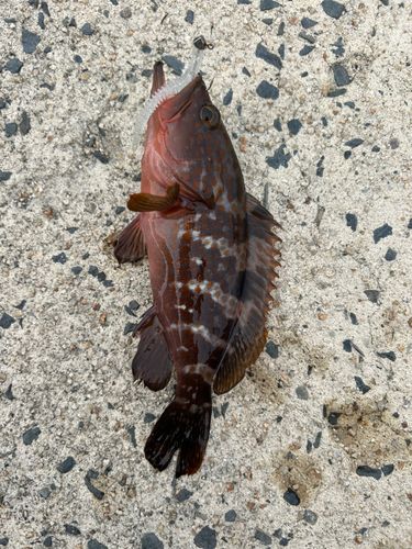 キジハタの釣果