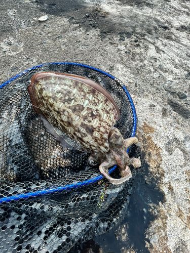 カミナリイカの釣果