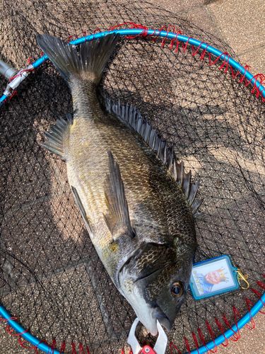 チヌの釣果