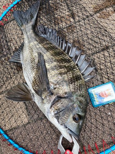 チヌの釣果