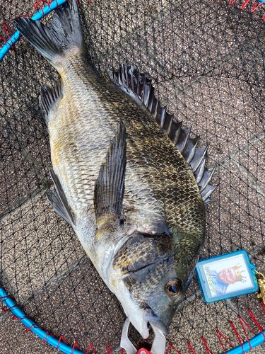 チヌの釣果