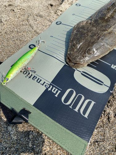マゴチの釣果