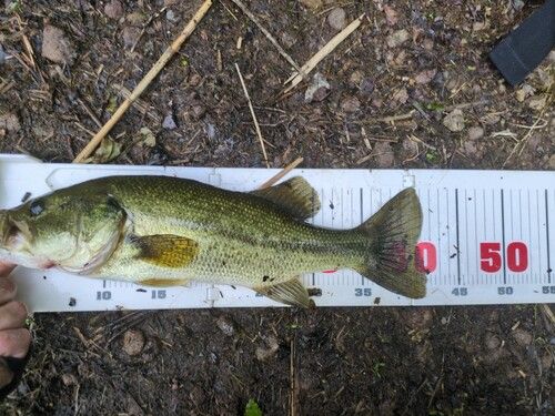 ブラックバスの釣果