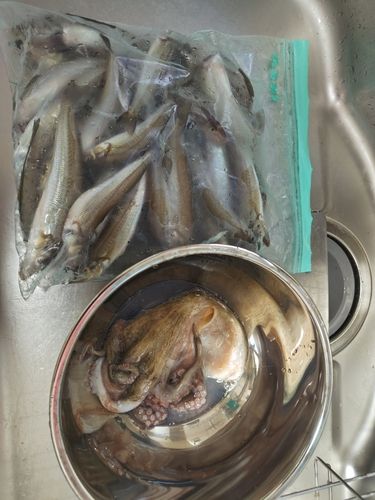 シロギスの釣果