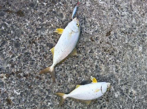 ショゴの釣果