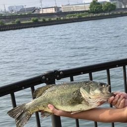 ブラックバス