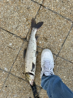 ニゴイの釣果