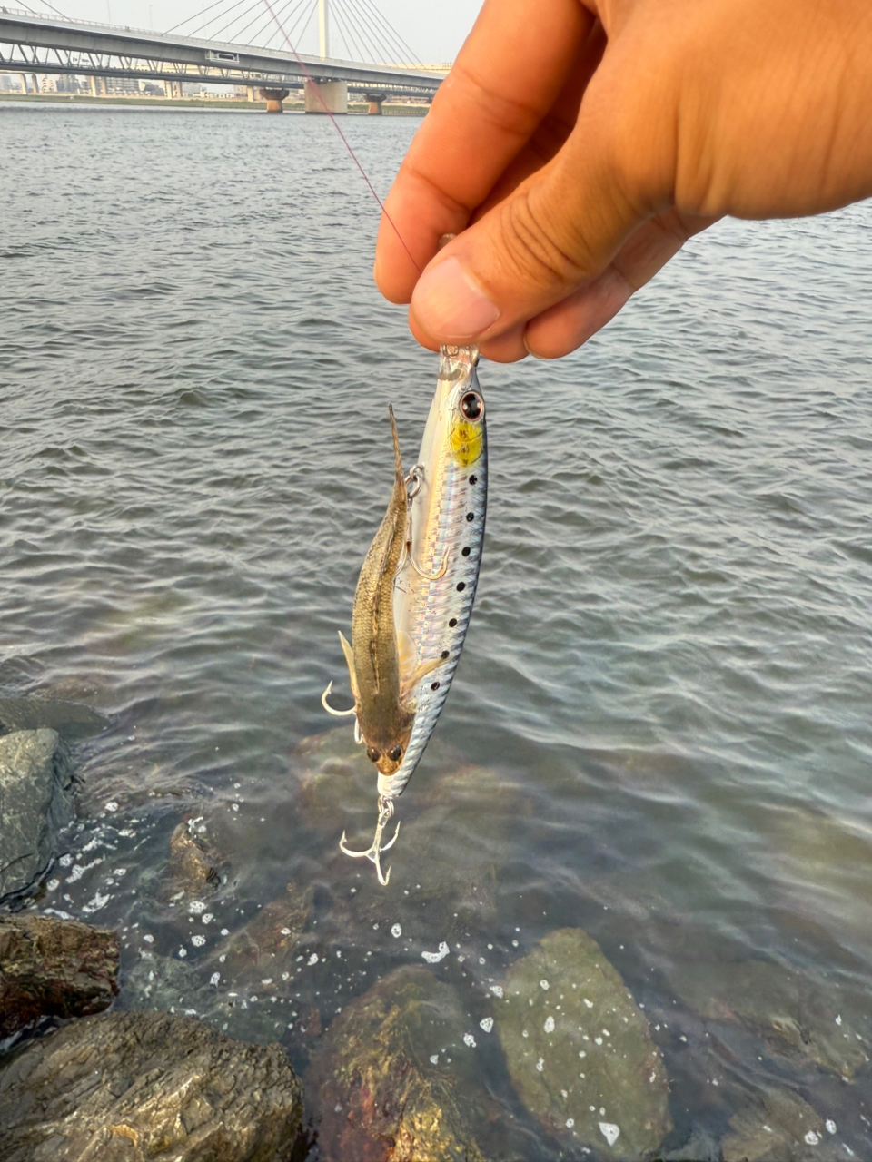 SHIMANO 23ディアルーナ S80MHの最安値・インプレ・釣果 | 本音