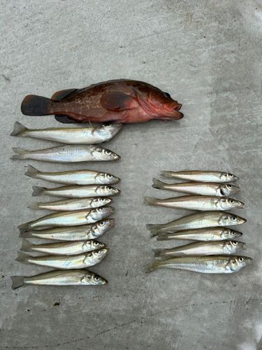 シロギスの釣果