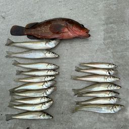 シロギス