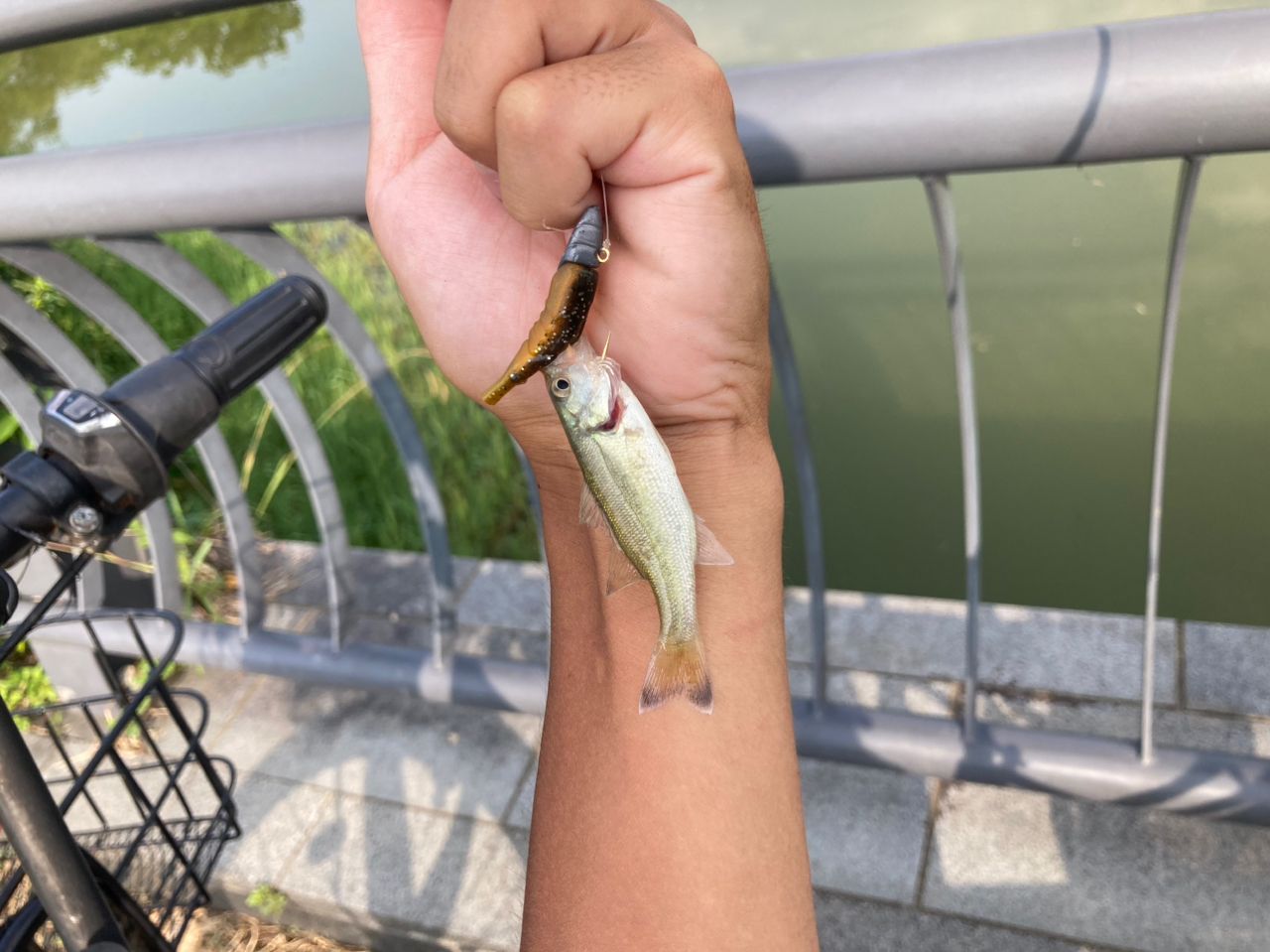 ラージマウスバス