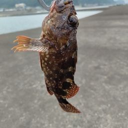 カサゴ