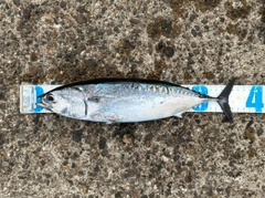 マルソウダの釣果