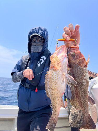 オオモンハタの釣果