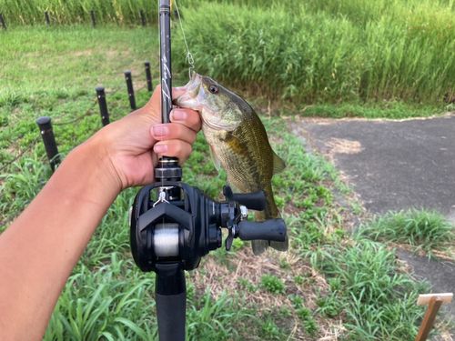 ラージマウスバスの釣果