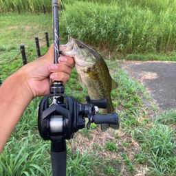 ラージマウスバス