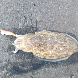 モンゴウイカ