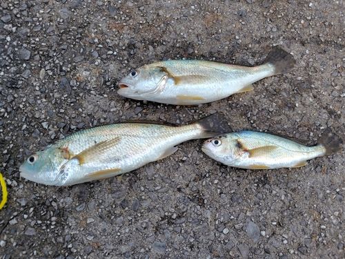イシモチの釣果