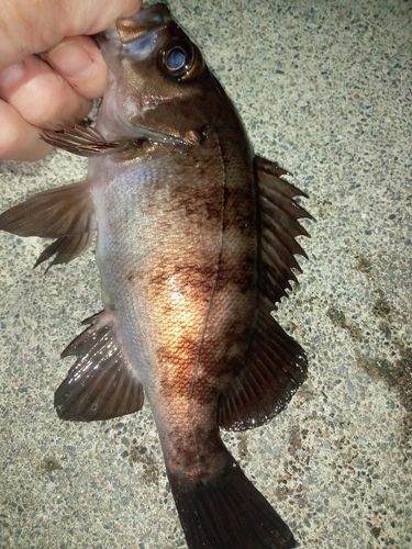 メバルの釣果