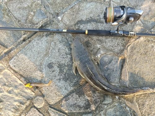 マゴチの釣果