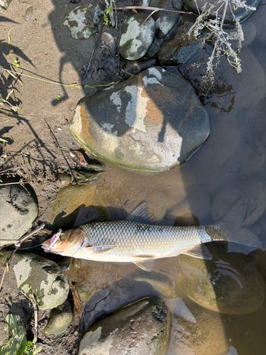 ニゴイの釣果