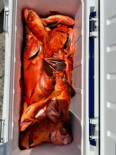 チカメキントキの釣果